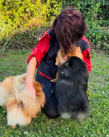 Moment de tendresse avec les Spitz de Pom's Dream of Love