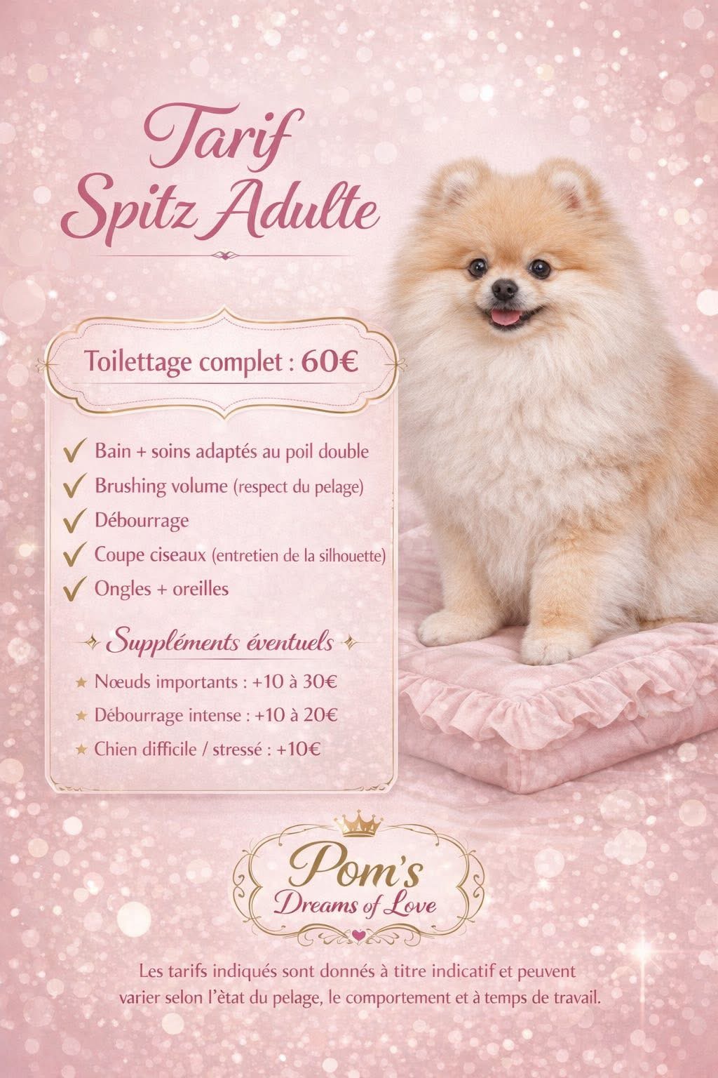 Toilettage Spitz adulte